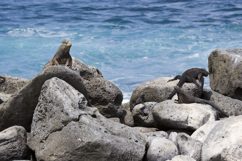 Marine Iguanas On Rocks